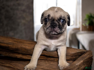Pug dogs Pug Puppy lulu - Ad 12