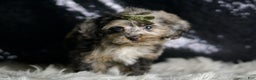 Yorkiepoo dogs for sale: Mario - Ad 2