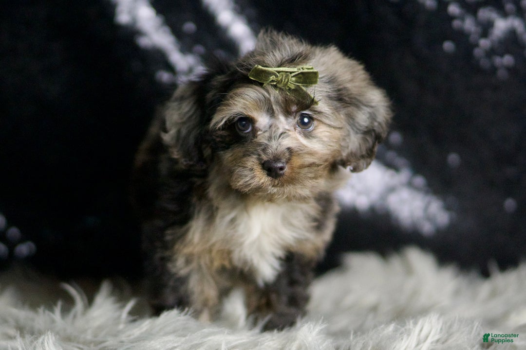 Yorkiepoo dogs for sale: Mario - Ad 2