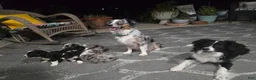 Australian Shepherd dogs for sale: Mini Australian Shepherd 2 - Ad 3