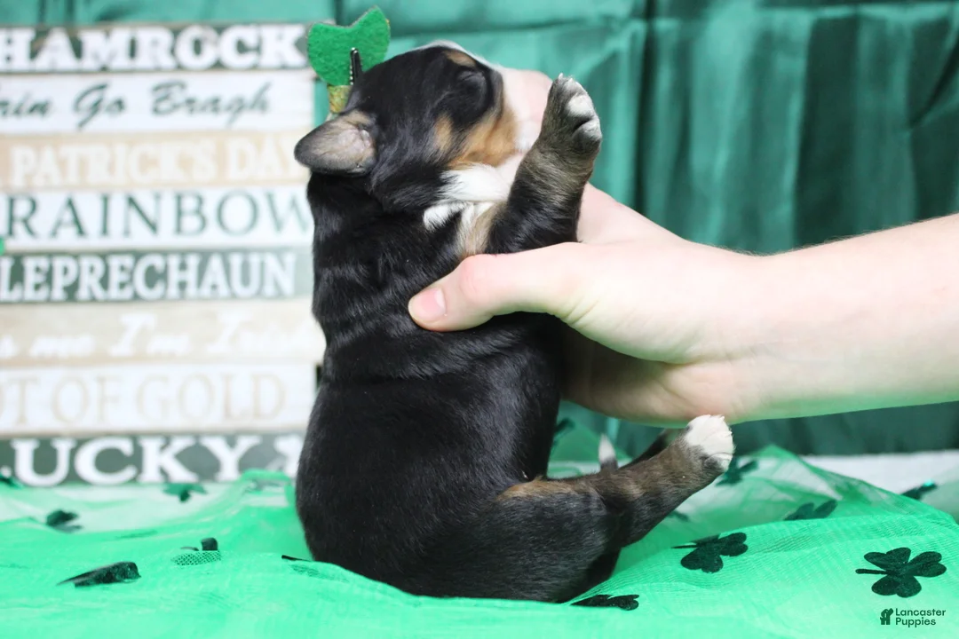 Bernese Mountain Dog dogs for sale: Olive  - Ad 8