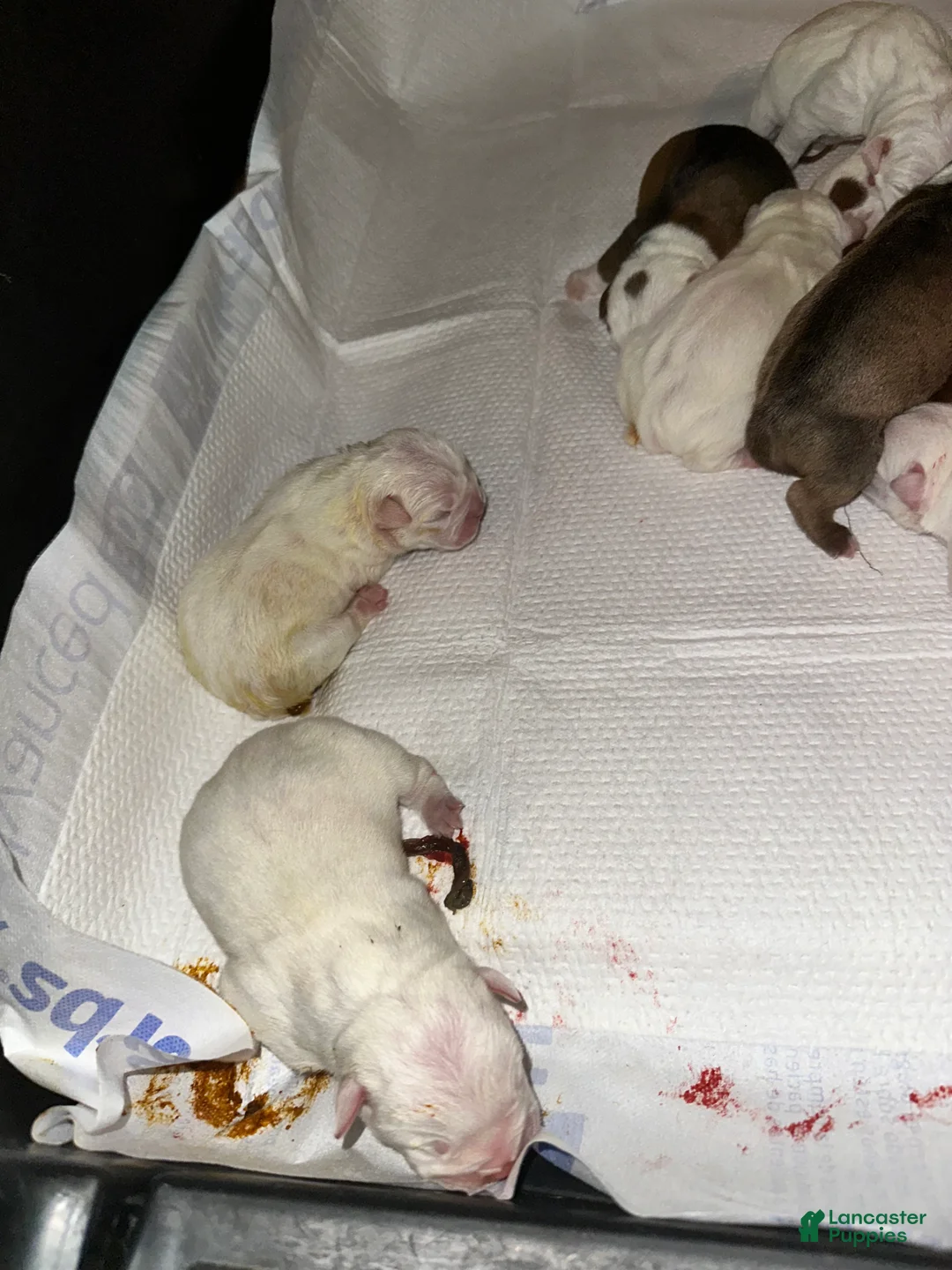 Mixed Breed dogs for sale: English Bulldog Puppy 5 - Ad 9