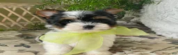 Biewer Terrier dogs for sale: Waldo - Ad 6