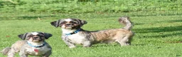 Shih Tzu dogs for sale: Madeline - Ad 3