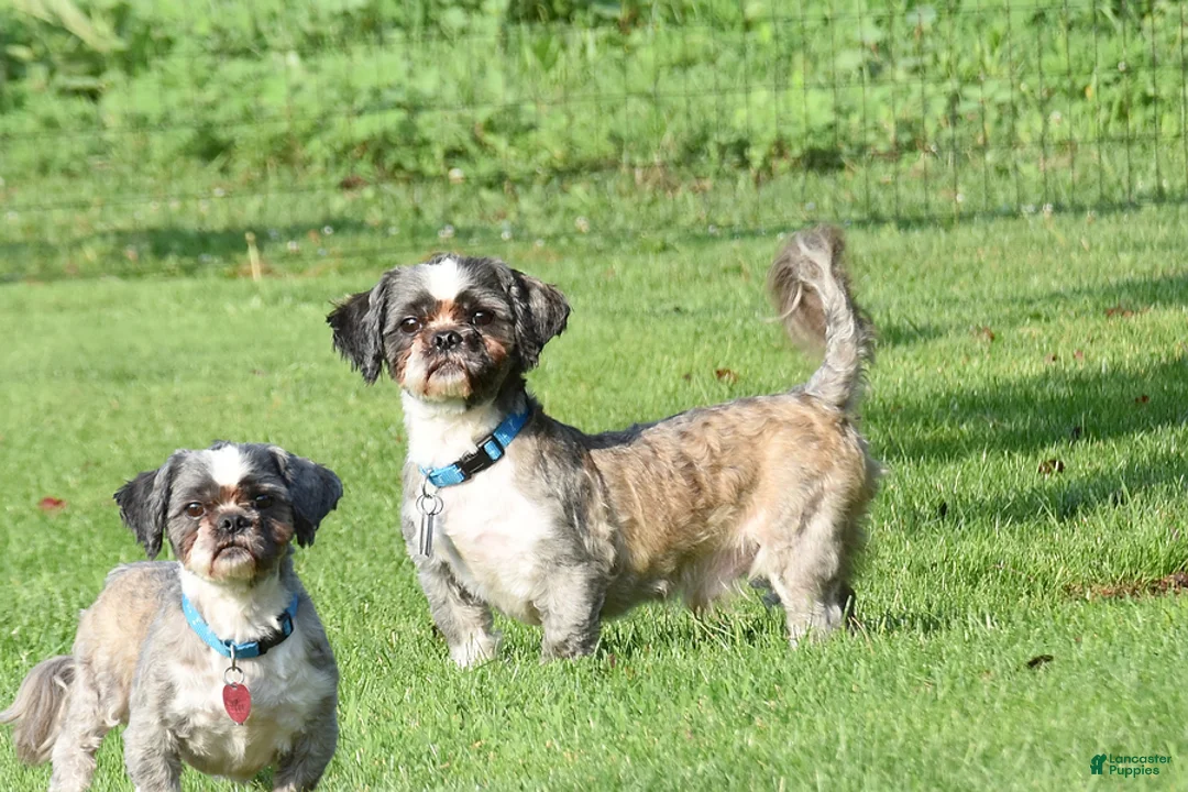 Shih Tzu dogs for sale: Madeline - Ad 3