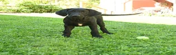 Labradoodle dogs for sale: Dasher - Ad 3