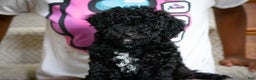 Miniature Poodle dogs for sale: Coal - Ad 7