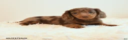 Miniature Dachshund dogs for sale: Linx - Ad 2