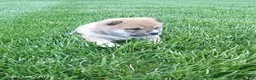 Shiba Inu dogs for sale: Ringles - Ad 5