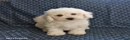 Bichon Frise dogs for sale: Barky - Ad 3