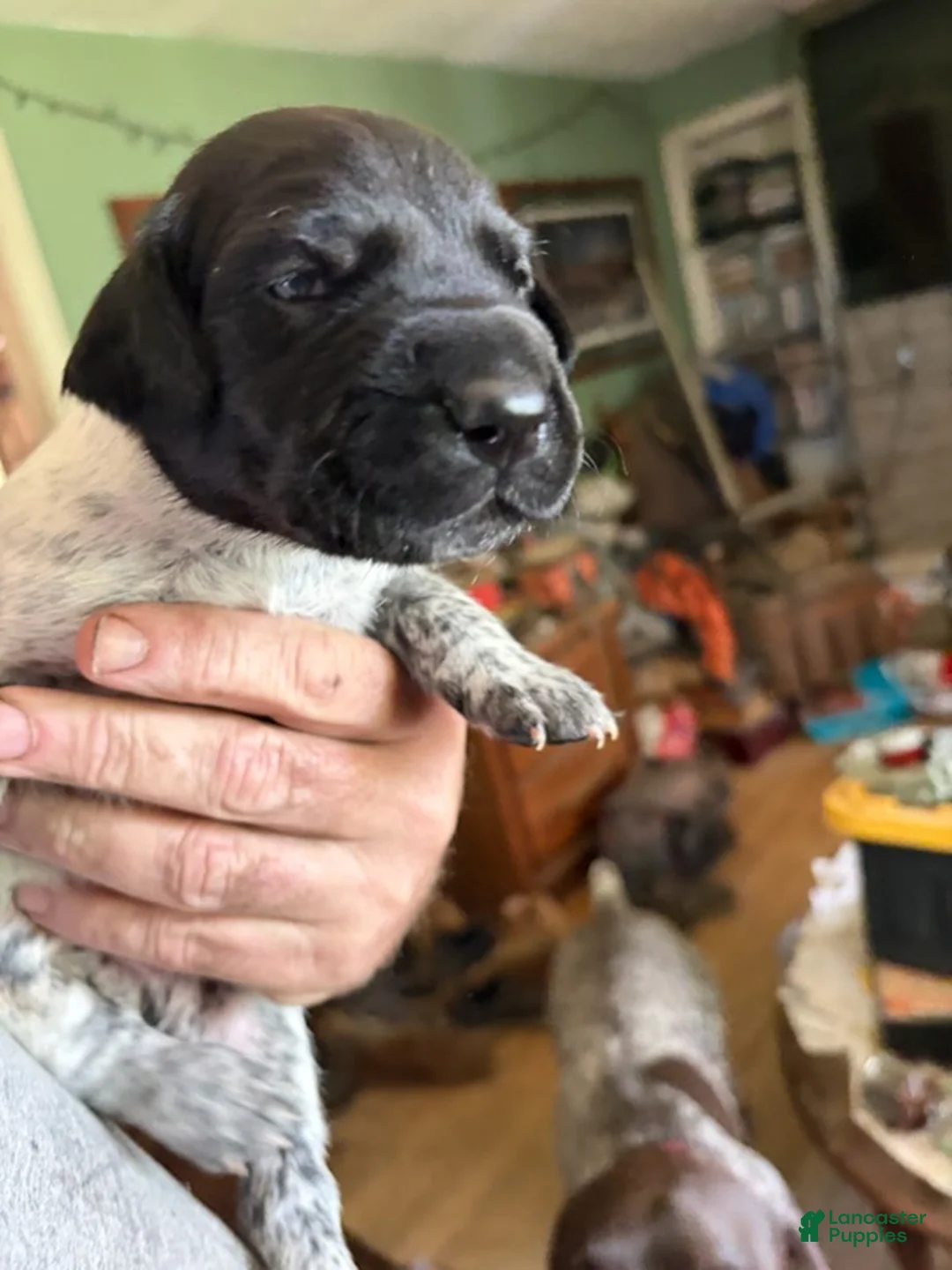 German Shorthaired Pointer dogs for sale: Boy 4 - Ad 1