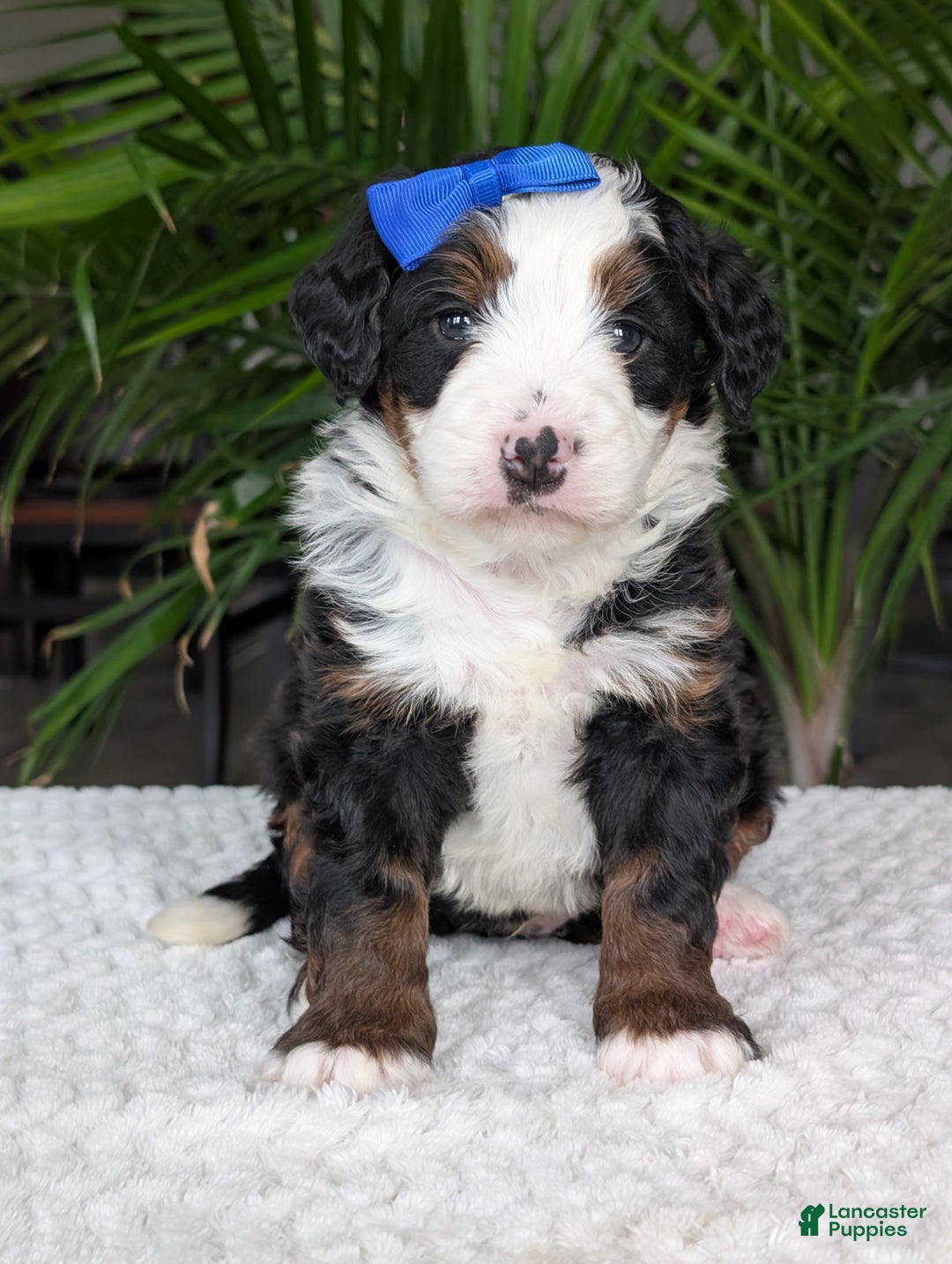 Mini Bernedoodle dogs for sale: Mini Daisy  - Ad 12