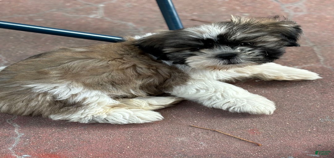 Gallery Image {{count}}