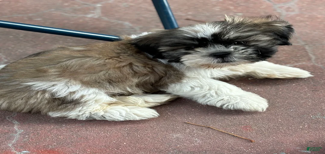 Gallery Image {{count}}