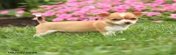 Chihuahua dogs for sale: Madame Bailey - Ad 5