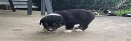 Miniature Australian Shepherd dogs for sale: #9 Black Tri Male - Ad 4