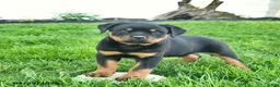 Rottweiler dogs for sale: Bruno  - Ad 1