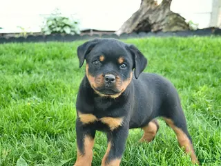 Rottweiler dogs for sale: Bruno - Ad 1