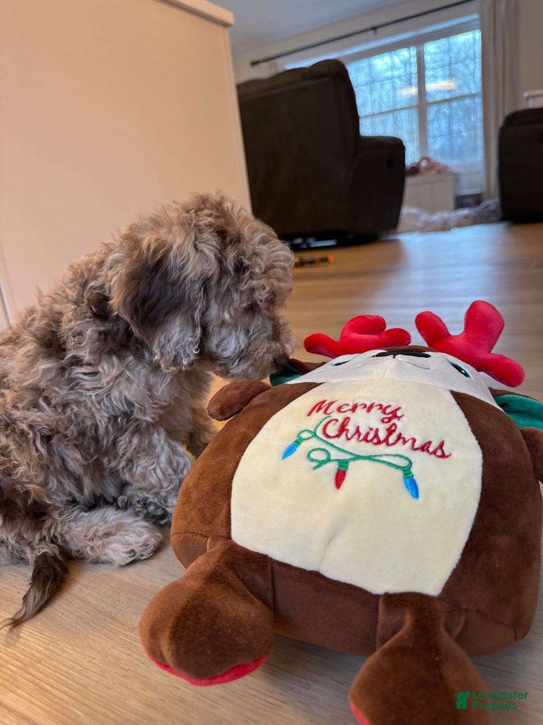 Mini Goldendoodle dogs for sale: Molly - Ad 4