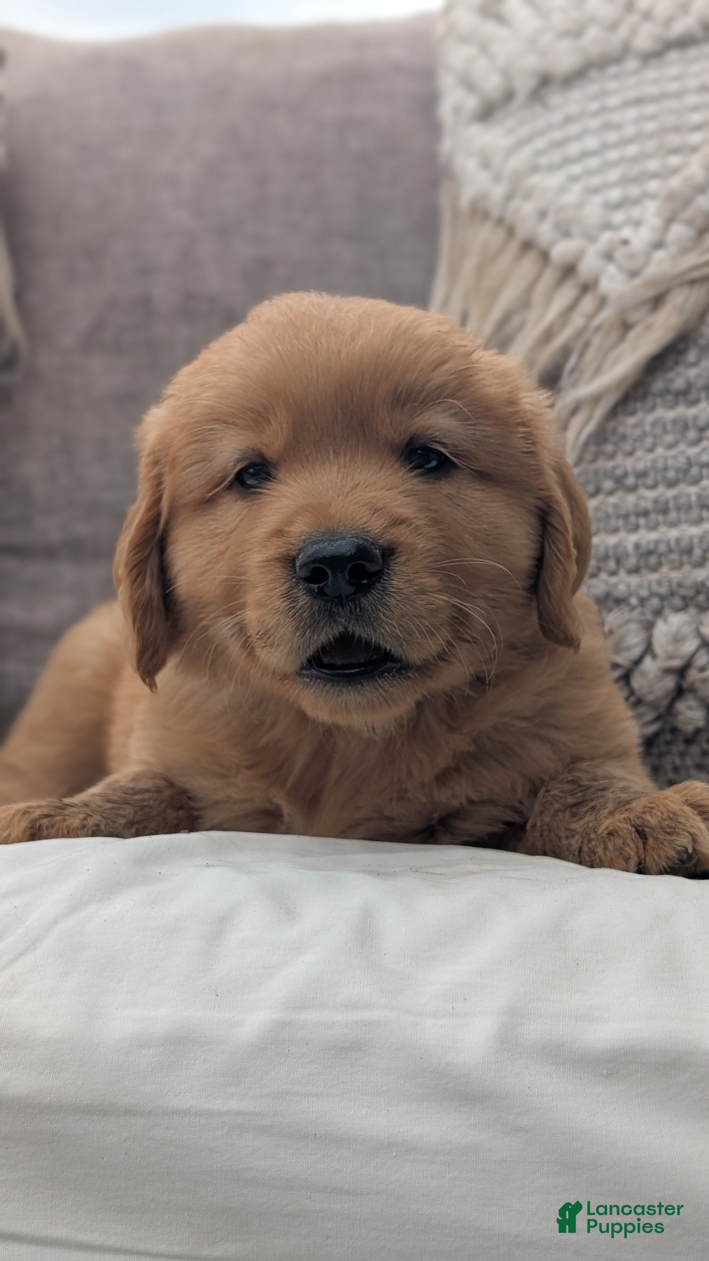 Golden Retriever dogs Chandler  - Ad 2