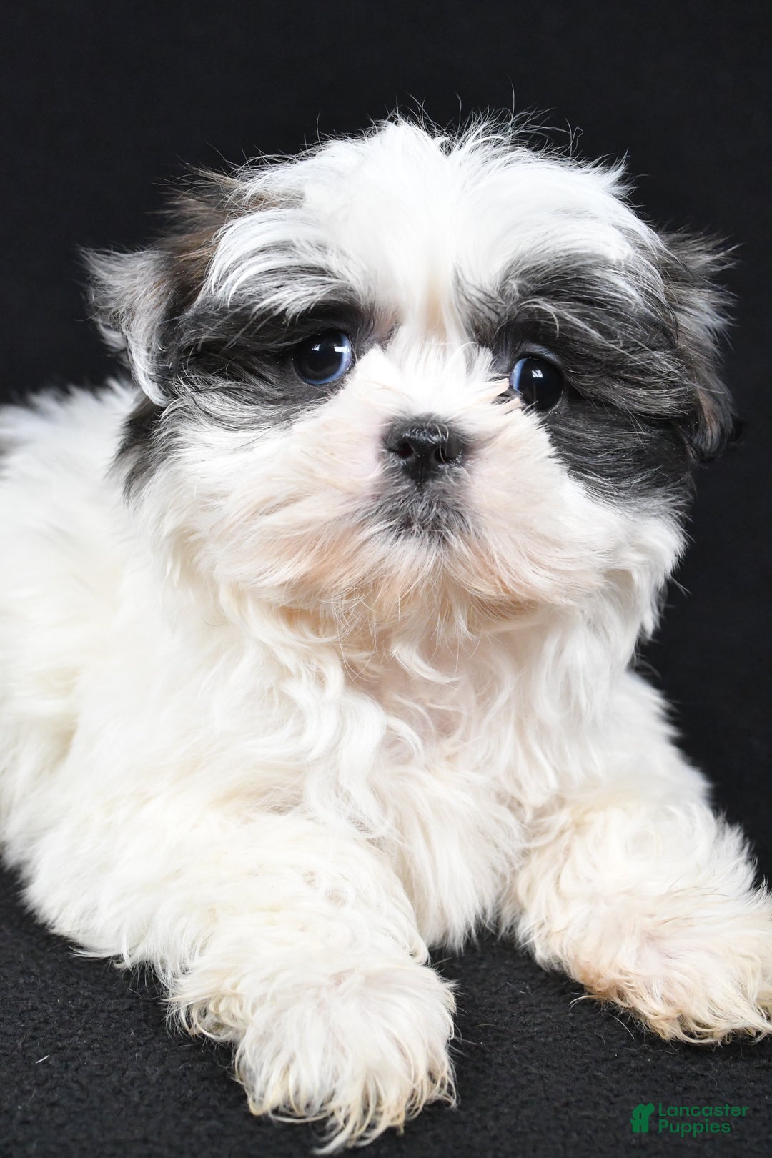 Shih Tzu dogs for sale: Benny - Ad 5
