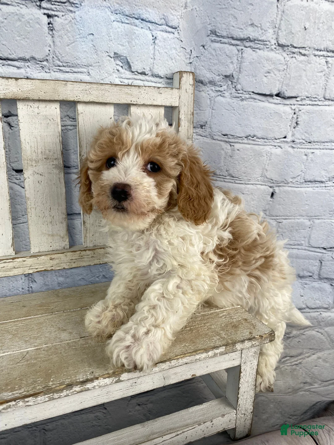 Cavapoo dogs for sale: Sadie - Ad 2