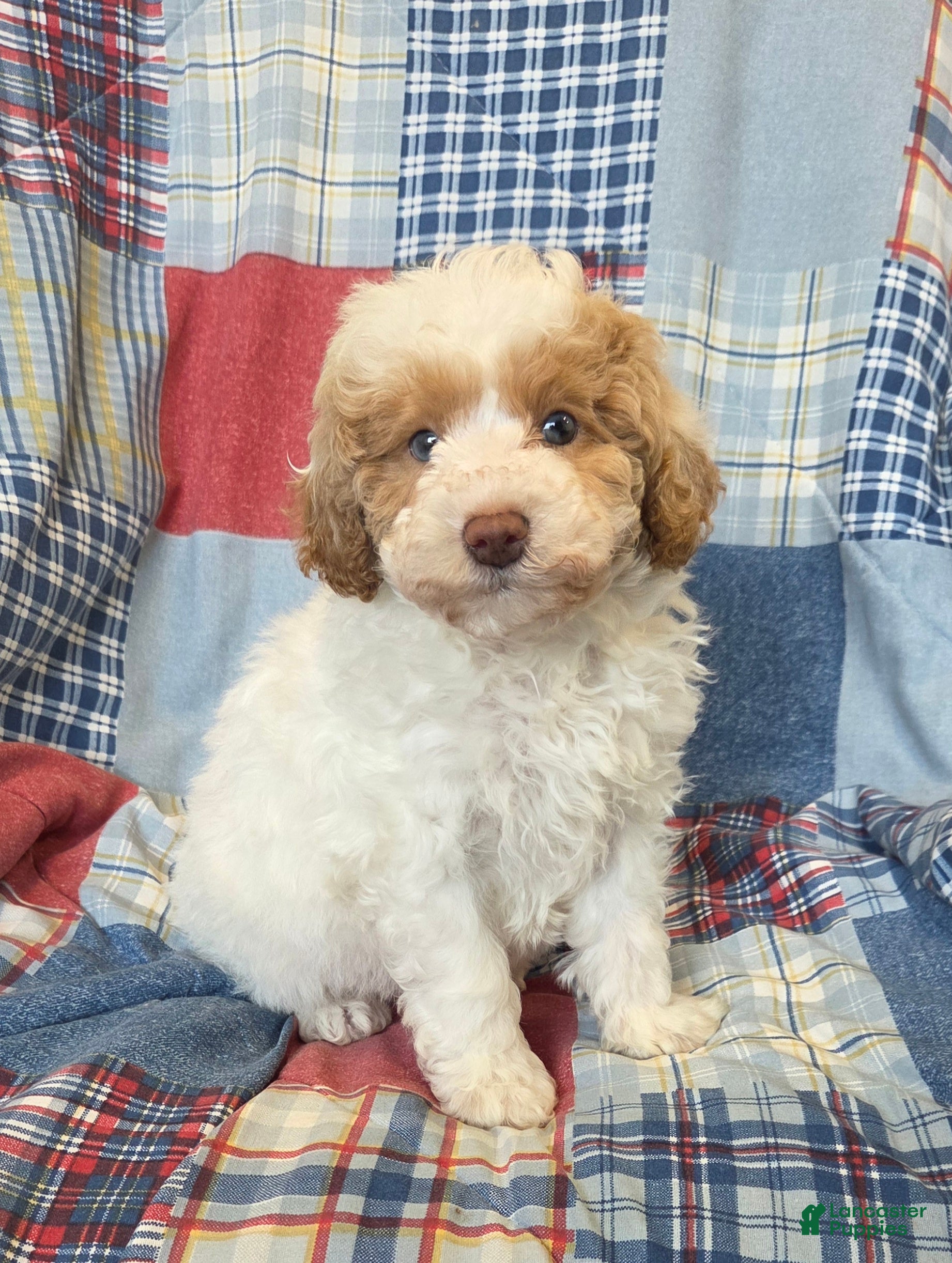 Mini Goldendoodle dogs Cody - Ad 1