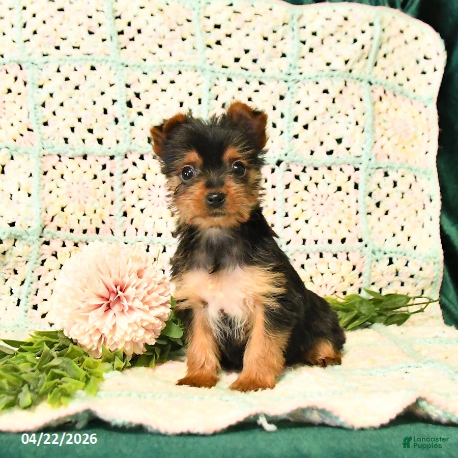 Yorkshire Terrier dogs for sale: Destiny - Ad 2