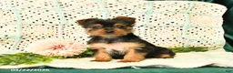 Yorkshire Terrier dogs for sale: Destiny - Ad 1