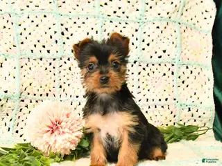 Yorkshire Terrier dogs for sale: Destiny - Ad 2