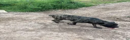 Cane Corso dogs for sale: Black - Ad 3