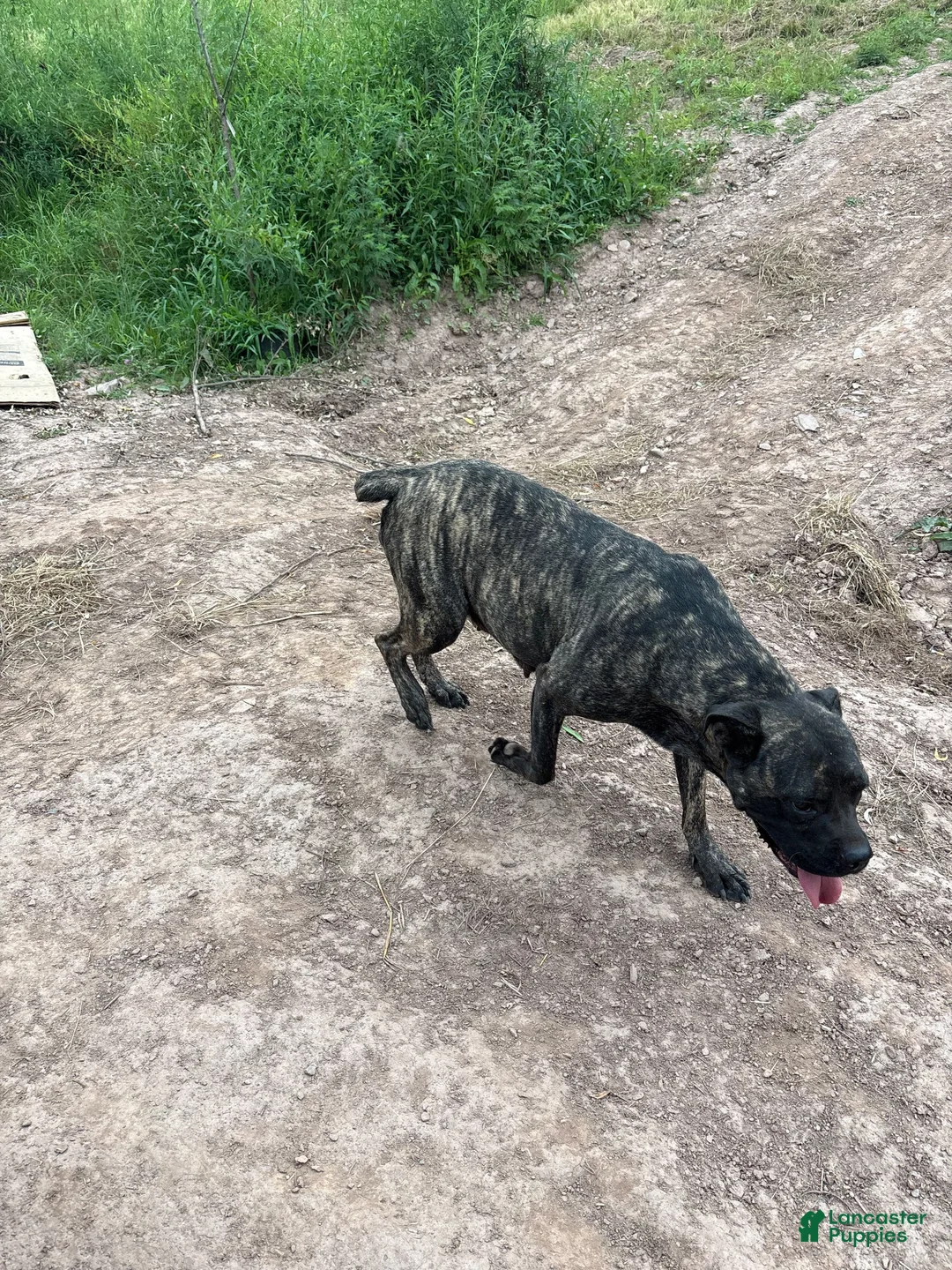 Cane Corso dogs for sale: Yellow - Ad 2