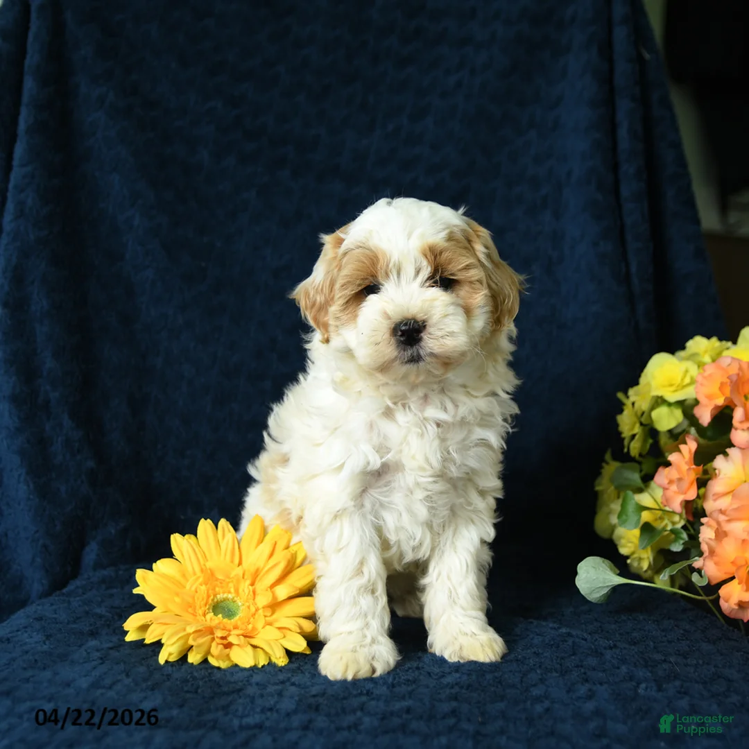 Mixed Breed dogs for sale: Lucas - Ad 2