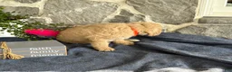 Goldendoodle dogs for sale: Nelson - Ad 14