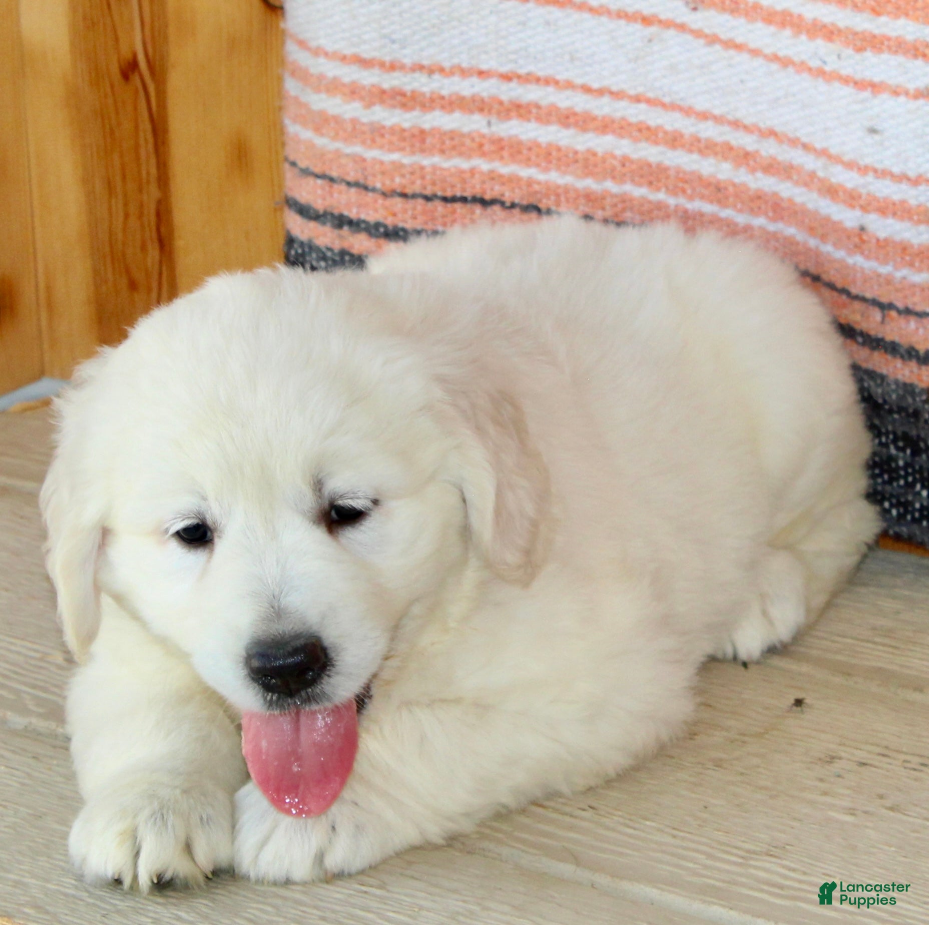 Golden Retriever dogs Princess English Cream  - Ad 2