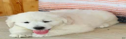 Golden Retriever dogs for sale: Princess English Cream  - Ad 2