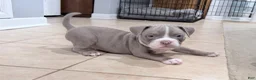 American Bully dogs for sale: American Bully 4 - Ad 1