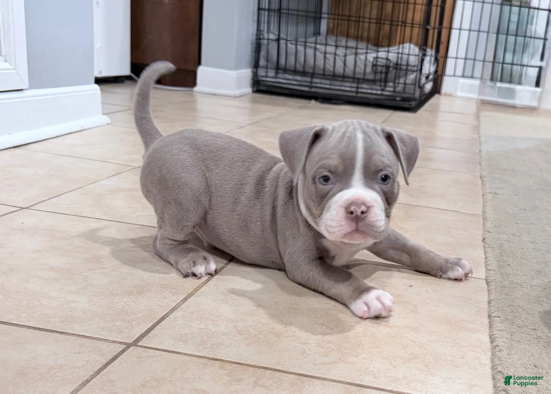 American Bully dogs for sale: American Bully 4 - Ad 1