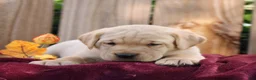 Labrador Retriever dogs for sale: Ridge  - Ad 3