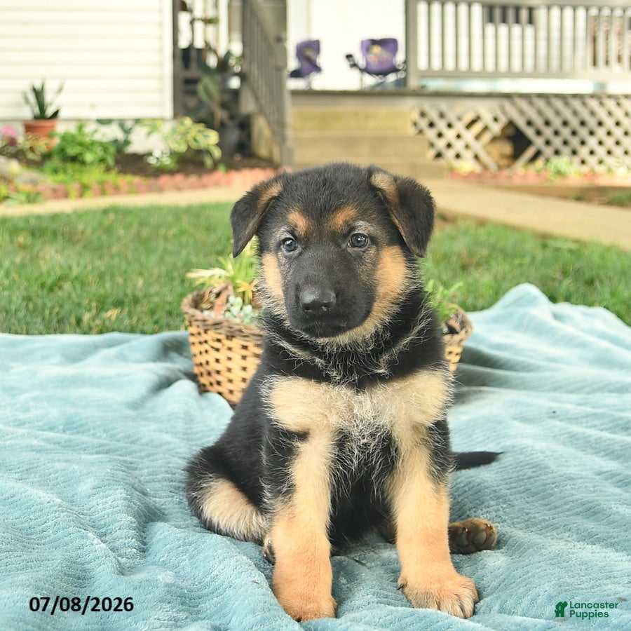German Shepherd dogs Izzy  - Ad 2