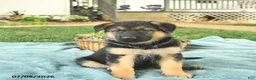 German Shepherd dogs for sale: Izzy  - Ad 2