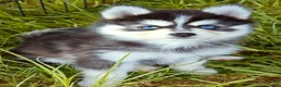 Pomsky dogs for sale: River - Ad 3