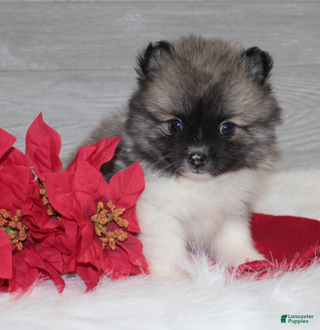 Pomeranian dogs for sale: Bryson - Ad 3