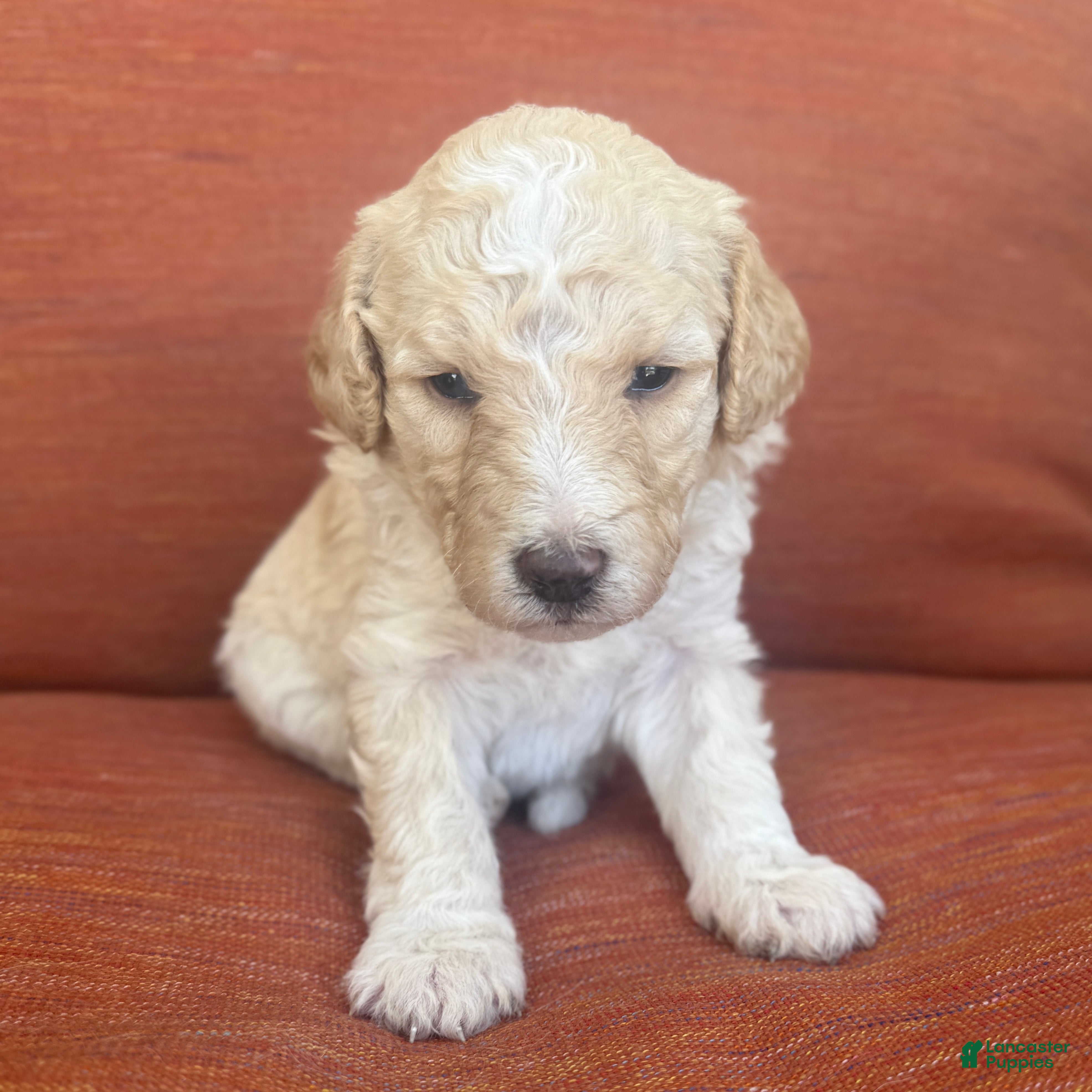 Bernedoodle dogs Boo - Ad 1