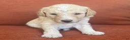 Bernedoodle dogs for sale: Boo - Ad 2