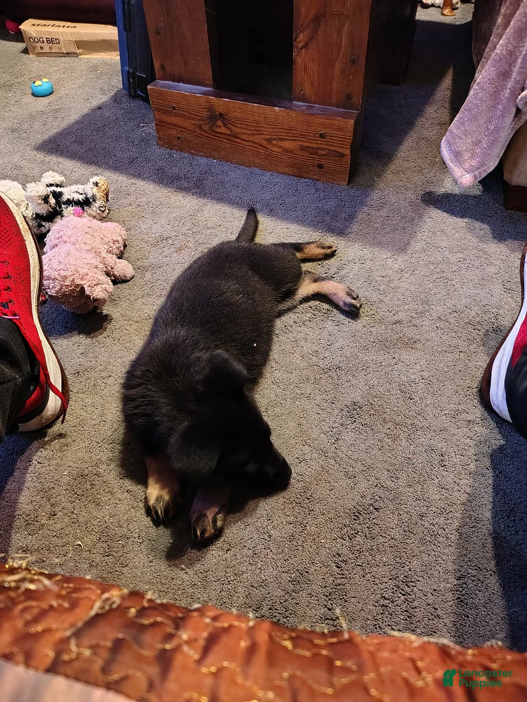 German Shepherd dogs for sale: German Shepherd 3 - Ad 2