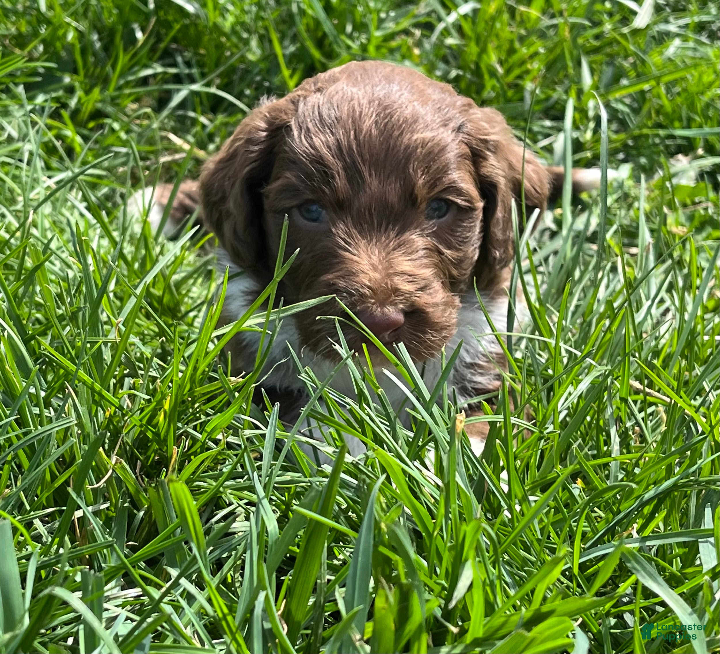 Aussiedoodle dogs Aussiedoodle Puppy 2 - Ad 2