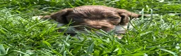 Aussiedoodle dogs for sale: Spur - Ad 2