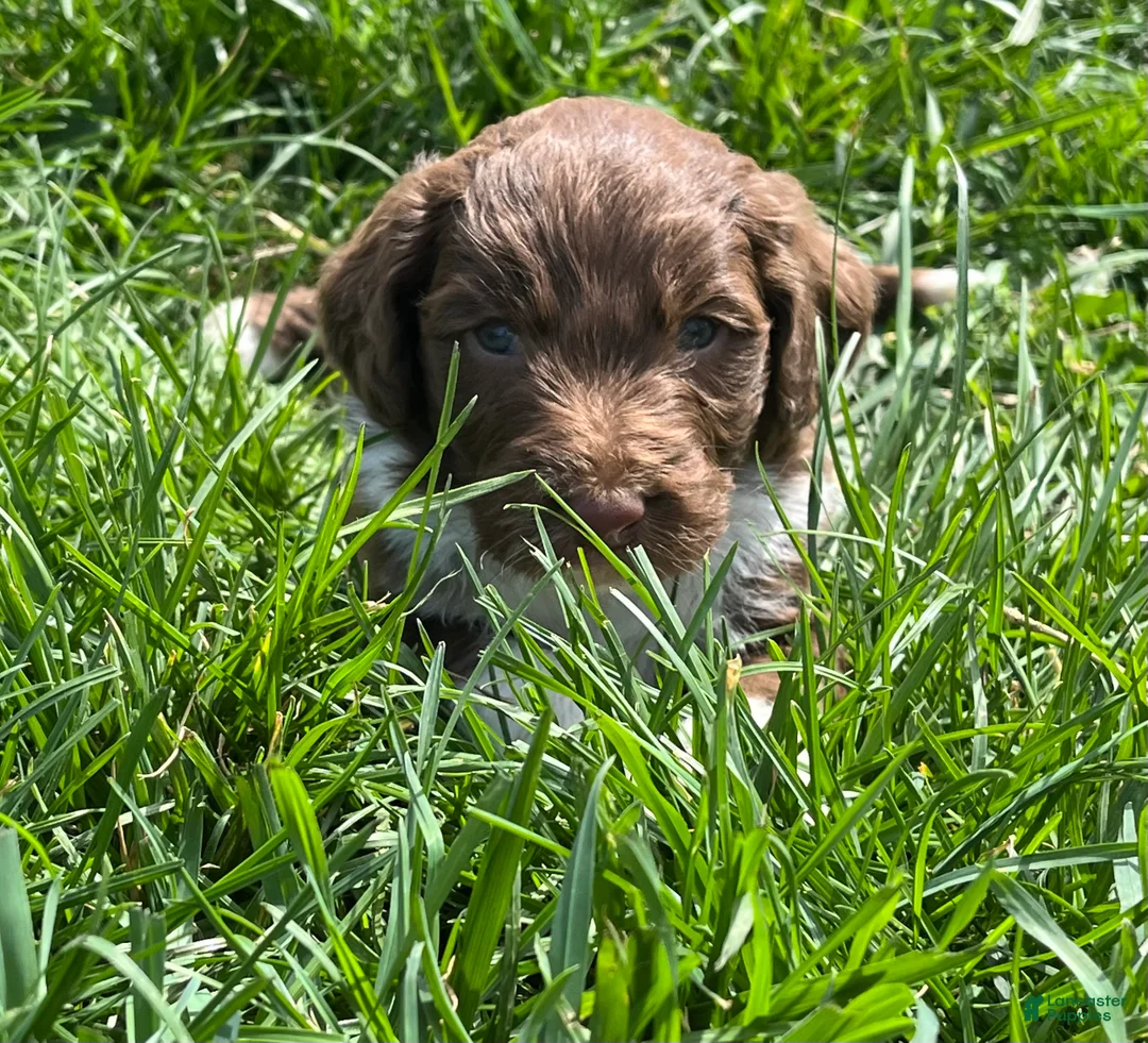 Aussiedoodle dogs for sale: Spur - Ad 2