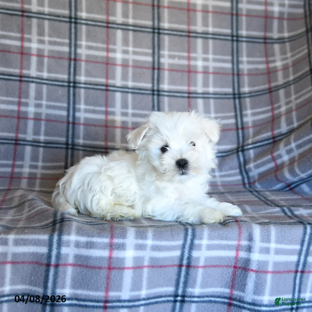 Maltese dogs for sale: Skippy - Ad 2